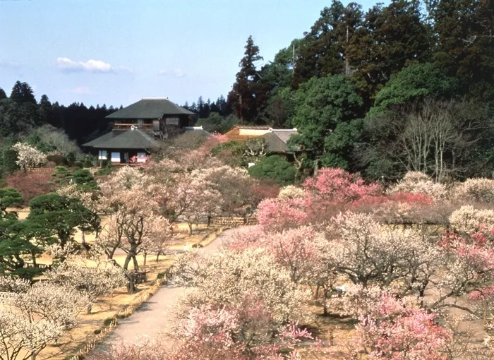 日本三名園のひとつ「偕楽園」